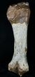 Woolly Rhinoceros Radius Bone - Late Pleistocene #3385-2